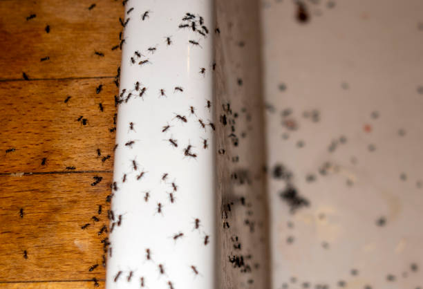 Best Termite Control Services  in Hellertown, PA