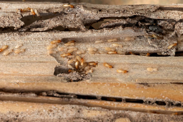 Best Affordable Pest Control Services  in Hellertown, PA